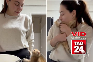 Viral Video of the Day for January 25, 2025: Curious kitten adorably interrupts cake-baking