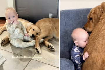 Baby wächst mit zwei Golden Retrievern auf, doch das Internet ist besorgt