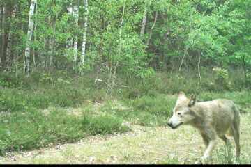 Immer wieder in Hausnähe gesichtet: Problemwolf tot aufgefunden