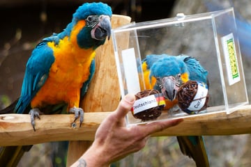 Deutschland oder Curaçao? Leipzigs Arakel legt sich fest