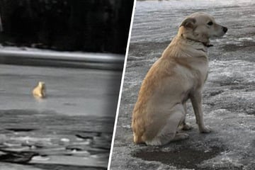 Hund wartet vier Tage lang: Als Belka versteht, dass ihr Herrchen nicht mehr wiederkommt, brechen Herzen