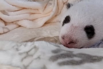 Panda-Zwillinge trinken weniger, aber genau das sorgt voor suße Nebenbeschäftigung