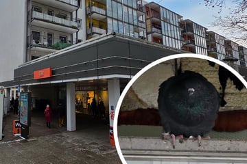 Dresden: Luke absichtlich verschlossen? Tierschützer kämpfen für eingeschlossene Tauben