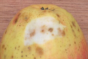 Pilzkrankheit, Stippe, Druckstellen: So heikel sind braune Flecken im Apfel