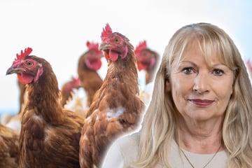 Erste Vogelgrippe-Verdachtsfälle in Sachsen: So geht es jetzt laut Köpping weiter