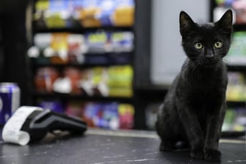 New Yorkers seek legal protections for beloved "bodega cats"