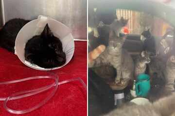 Animal rescuers are stunned to find dozens of cats left inside abandoned car