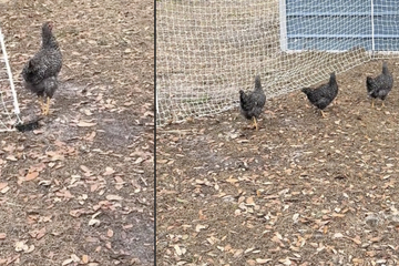 Frau besucht ihre Hühner und ist verwirrt: "Habt Ihr sowas jemals schon gesehen?!"