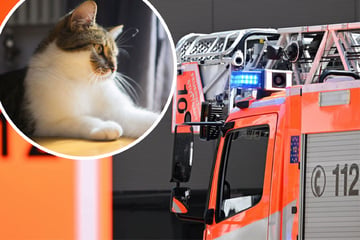 Pfoten weg vom Hahn: Katze flutet Wohnung - Besitzerin schaut live über Kamera zu