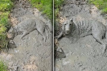 Hund raubt Millionen nach Schlammbad den Atem: Vor allem eines fragen sich viele