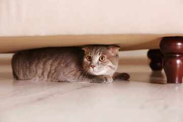 Katze versteckt sich: 5 Gründe & hilfreiche Tipps