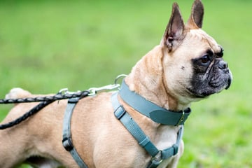 Ex-Soldat misshandelt Bulldogge: Tier stirbt nach brutaler Attacke!