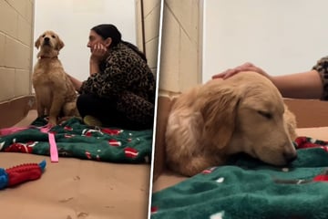 Welpe wird eiskalt ins Tierheim abgeschoben: Was Video dann zeigt, ist für viele wie ein Stich in Herz