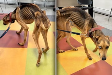 Tierheim-Mitarbeiter sind entsetzt, als sie diesen Hund sehen: Was sie dann tun, ändert alles