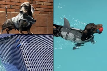 Mann geht mit zwei Dackeln schwimmen: Was er dann feststellen muss, ist verblüffend