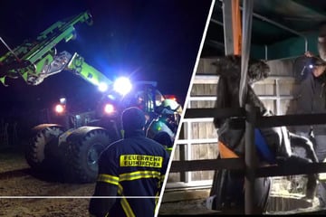 Schreckhaftes Pferd in Brunnen geböllert: Radlader im Einsatz