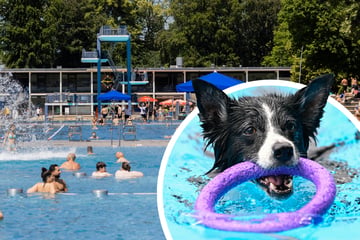 Planschen, Toben, Schwimmen: Kölner Stadionbad wird wieder zum Hunde-Paradies