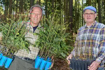 Vier sächsische Unternehmen, 4000 Bäume: Buchen und Tannen gegen den Borkenkäfer
