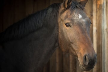 Totes Pferd in Stall entdeckt: Obduktion offenbart Überraschendes