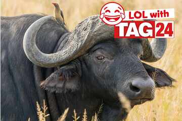 Joke of the Day for August 6, 2025: An animal joke to make you smile