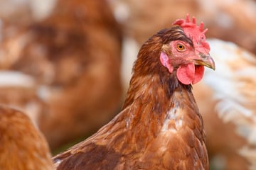 Nach Ausbruch von Geflügelpest im Jerichower Land: Mehr als 30.000 Hühner getötet