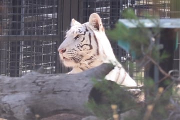 Leipzig: Nach fast acht Wochen: In Sachsen weggenommene Tiger dürfen endlich unter freien Himmel