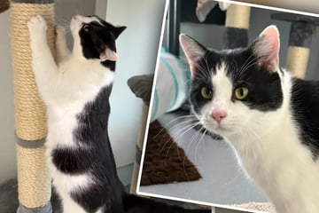 Schmusekater sehnt sich nach einem Zuhause: Tierretter sicher - "Er wäre längst vermittelt, wenn ..."