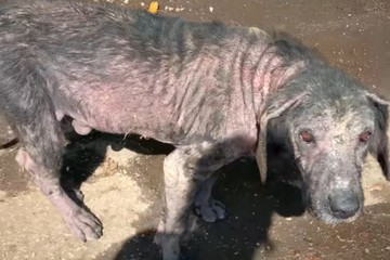 Dog undergoes dramatic transformation with the help of rescuers!