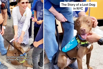 Hund findet kein neues Zuhause bei Adoptionsevent, stattdessen passiert etwas Erstaunliches