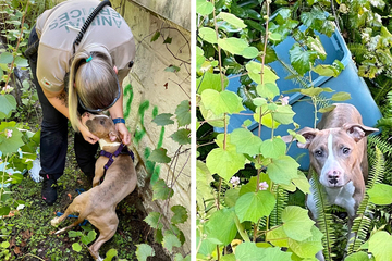 Dog that was carelessly tossed off a bridge gets a second chance at happiness