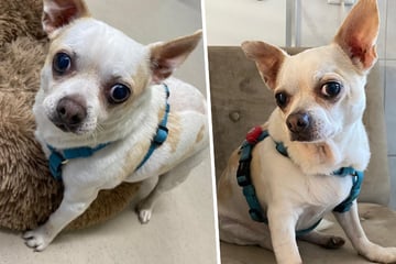 Frauchen gestorben - dann folgt nächste Hiobsbotschaft: Jetzt hofft Chihuahua Knödel auf ein Happy End