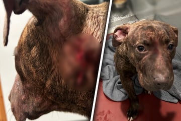 Mit Wunden übersät: Wenige Monate alter Hund von Straße gerettet