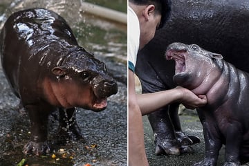 Endangered pygmy hippo Moo Deng goes viral from Thai zoo