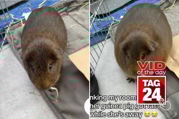Viral Video of the Day for December 2, 2025: TikToker hilariously pranks roommate with "obese" guinea pig