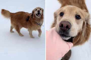 Dog owner wakes her senior pooch in the middle of the night for this magical reason!