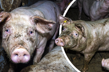 Ekel-Alarm! Tierschützer decken krasse Missstände in NRW-Stall auf