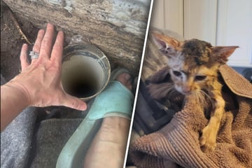 Katze steckt zwei Meter unter der Erde fest: Was dann geschieht, lässt auch Helfer nicht kalt
