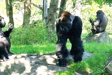 Pathologiebericht da: Jetzt steht die Todesursache der Leipziger Gorillas fest