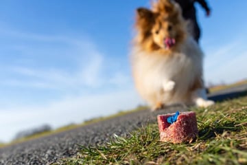 Gefährliche Hundeköder: Wurststücke mit Nägeln präpariert