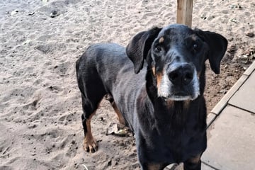 Timmy hat alles verloren: Wer erfüllt dem betagten Hund den letzten Wunsch?