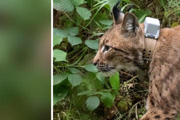 Ende August wurde Luchs Anton ausgewildert, jetzt hat er zwei Ziegen angegriffen