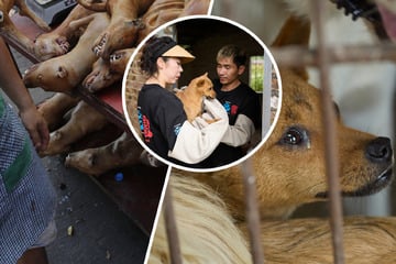 Kurz vor Ekel-Festival gerettet: Hunde-Schlachthaus von Tierschützern geräumt