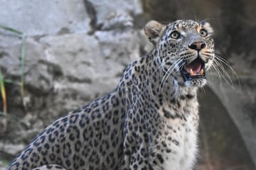 Nieuwe luipaarden in de dierentuin van Keulen: ze zijn uiterst zeldzaam in het wild