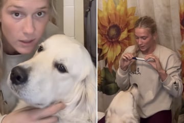 Frau macht zusammen mit Golden Retriever Schwangerschaftstest: Seine Reaktion lässt Tränen fließen
