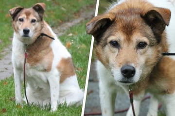 Hündin Minnie sehnt sich nach Geborgenheit: Wer schenkt ihr Liebe für die letzten Jahre?