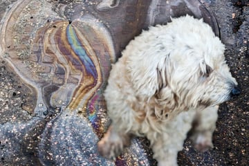 Hund wird bei über 30 Grad mit Benzin übergossen: Kleine Penelope muss stark sein