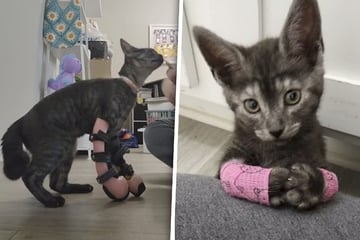 Kitten nearly euthanized for disability learns to walk after new owner refuses to give up