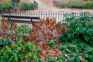 Dresden: Zu durstig! Rhododendren im Seidel-Park machen schlapp