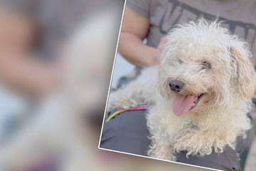 Tierheim über Zustand von Hund Mäxchen entsetzt: "Es ist echt zum Heulen, wie sich manche um Tiere kümmern"