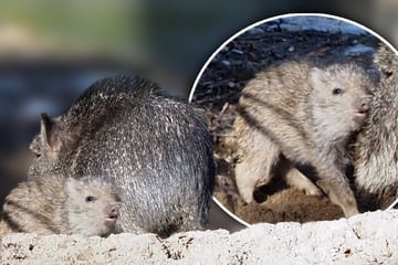 Zuchterfolg im Zoo Leipzig: Besucher dürfen sich über seltenes Baby-Glück erfreuen
